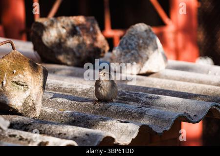 Un moineau est assis calmement sur un toit en ardoise devant une fenêtre, comme s'il posait pour la lentille. Une scène de cour paisible dans un village ukrainien. Banque D'Images