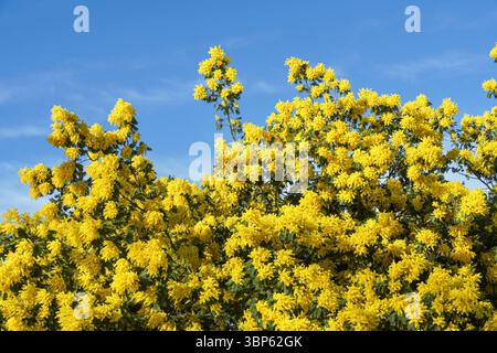 Fleurs jaunes florissantes de l'arbre Mimosa scabrella Banque D'Images
