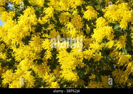 Fleurs jaunes florissantes de l'arbre Mimosa scabrella Banque D'Images