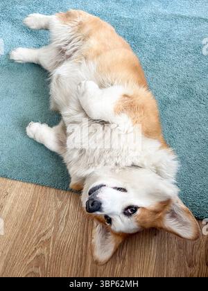 Chien corgi ludique est allongé sur son dos sur un tapis bleu doux, affichant son pelage moelleux et son comportement invitant dans un environnement intérieur chaleureux et confortable Banque D'Images