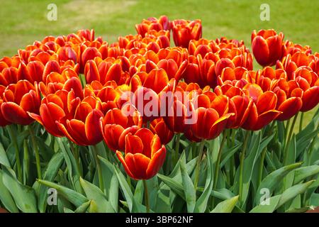 Tulipes rouges poussant sur un parterre de fleurs Banque D'Images