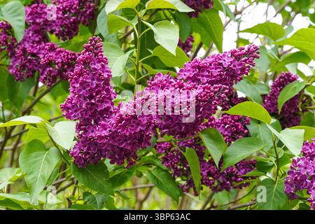 Syringa vulgaris, souvenir de Louis Spaeth, lilas Banque D'Images