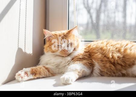 Un chat au gingembre somnolent sur un rebord de fenêtre blanc, se relaxant sous les rayons du soleil coulant dans la pièce. Banque D'Images
