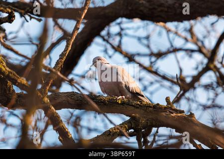 Une colombe sauvage perchée sur un toit, apparemment consciente de la présence du photographe. Un moment calme de connexion avec la nature. Banque D'Images