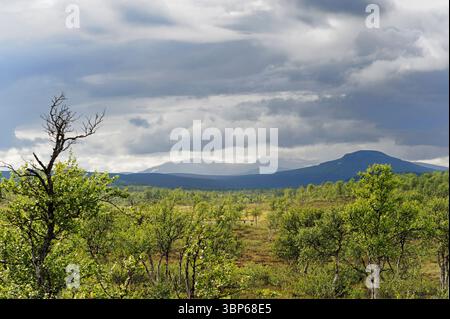 Nature sauvage à Härjedalen, Suède Banque D'Images