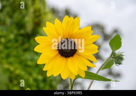 Vue rapprochée d'une fleur de tournesol jaune Banque D'Images