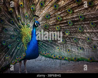 Un paon vibrant affichant ses plumes colorées, mettant en valeur des nuances de bleu, vert et or. Les motifs complexes des plumes créent un stunni Banque D'Images