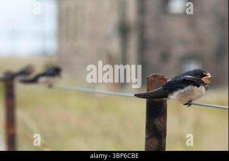 Hirondelle juvénile de grange (Hirundo rustica) perchée sur une clôture en fil de fer, île d'Iona, Hébrides intérieures, Écosse. Banque D'Images