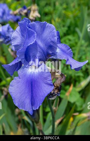 Iris barbu, Iris germanica, 'son Altesse Royale', Vancouver, Colombie-Britannique Banque D'Images