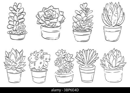 Merveilleux clip art, ensemble de succulentes dans un pot. Illustration graphique vectorielle. Contour succulent isolé sur blanc Illustration de Vecteur