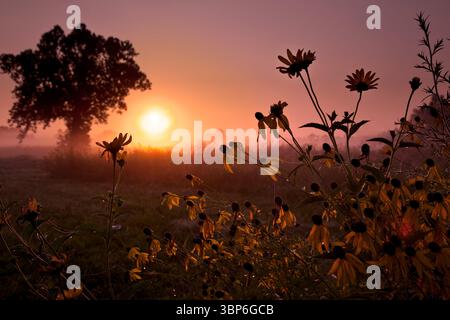 Le soleil jette un coup d'œil au-dessus de l'horizon tôt le matin et met une lueur sur un champ de coneflowers sauvages couverts de toiles d'araignées de rosée. Banque D'Images