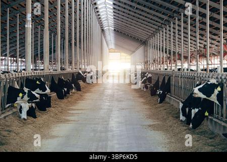 Vaches de journal dans la stalle de bétail libre moderne. Banque D'Images