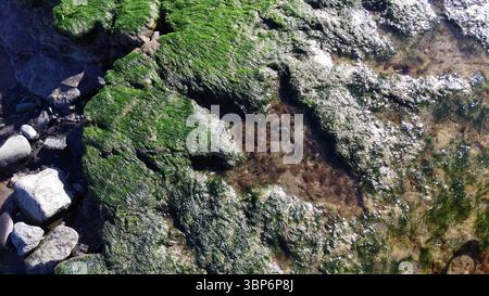Empreintes de dinosaures Staffin Beach, île de Skye, Écosse. Empreintes des Ornithopodes, un groupe de dinosaures bipèdes herbivores Banque D'Images