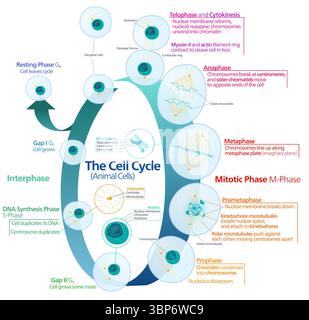 Illustration schématique du cycle cellulaire animal montrant l'interphase (G₁, S, G₂) et la phase mitotique (phase M), y compris les étapes détaillées de prophase, promédaphase, métaphase, anaphase, télophase, et cytokinésie. Banque D'Images