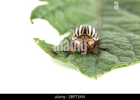 Gros plan d'un coléoptère de la pomme de terre du Colorado reposant sur une feuille verte, présentant sa coquille rayée et ses détails. Banque D'Images