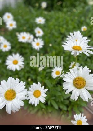 Marguerites sauvages à Raleigh, Caroline du Nord | fleurs sauvages indigènes dans la nature urbaine Banque D'Images