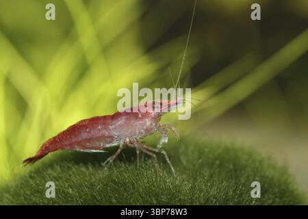 Neocaridina heteropoda var. ?red ? Banque D'Images