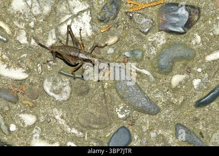 Gewoehnliche Strauchschrecke (PHolidoptera griseoaptera). Brousse-cricket foncé sur une pierre Banque D'Images