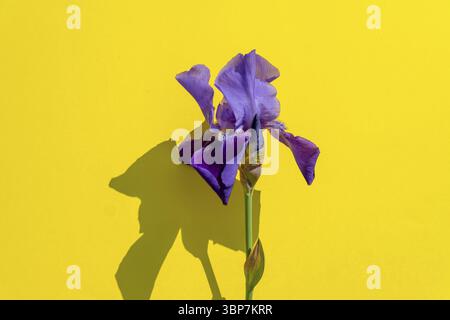 Belle fleur d'iris bleu sur fond jaune avec espace de copie. Floraison estivale Banque D'Images