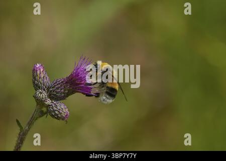 Hellgelbe Erdhummel Drohn oder Helle Erdhummel (Bombus lucorum). Drone de bourdon à queue blanche (Bombus lucorum) sur un chardon Banque D'Images