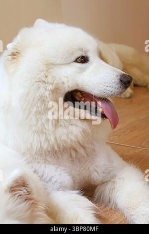 Beau chien Samoyed avec manteau blanc pur double couche Banque D'Images