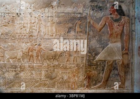 Le Mastaba d'Akhtihotep et Ptahhotep Tshefi : Ptahhotep est représenté dans ce bas-relief dans son mastaba à Saqqara. Banque D'Images