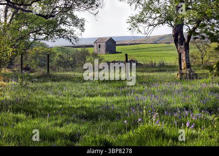 Forêt de bouleau argenté et Bluebells avec une ancienne grange traditionnelle en arrière-plan, Bowlees, Teesdale, comté de Durham, Royaume-Uni Banque D'Images