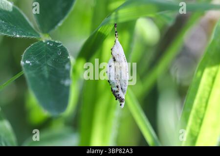 Hermine de cerisier d'oiseau (Yponomeuta evonymella) pupa sur une tige d'herbe sous un arbre de cerisier d'oiseau Pennines du nord, Teesdale, comté de Durham, Royaume-Uni Banque D'Images