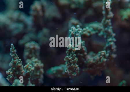 Gros plan macro-photo du corail Acropora millepora SPS, montrant des polypes et la structure du récif dans un écosystème marin Banque D'Images