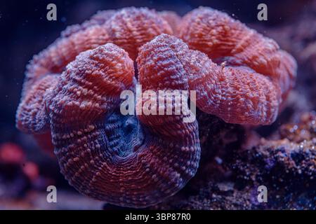 Image macro de corail à cerveau ouvert Lobophyllia, un corail pierreux LPS vibrant, montrant texture et détails dans un environnement de récif marin Banque D'Images