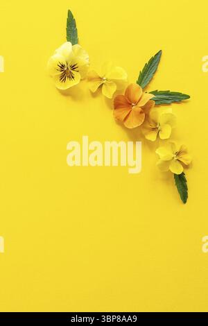 Composition florale. Arrangement de fleurs de Pansy sur fond jaune avec espace de copie Banque D'Images