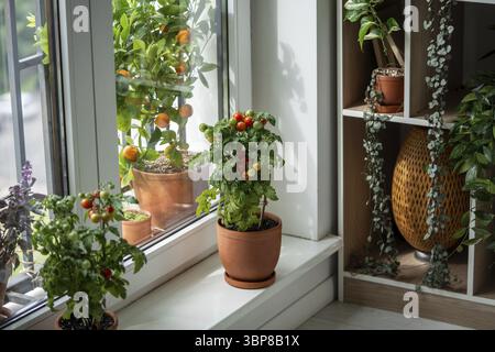 Petit buisson de balcon cerise tomate rouge dans des pots en céramique poussant sur le rebord de la fenêtre à la maison. Jardinage intérieur et agriculture. Tomates en pot naines p Banque D'Images