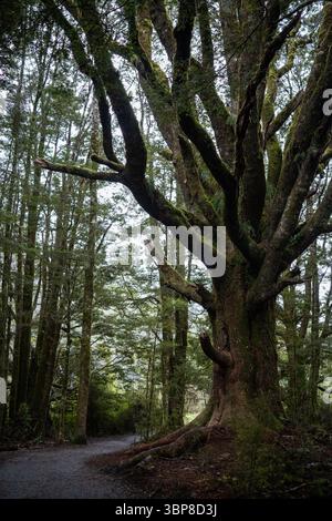Un imposant arbre couvert de mousse se dresse à côté d'un chemin forestier sinueux. Ses branches massives et tordues s'étendent vers l'extérieur, évoquant une force intemporelle, un mystère, Banque D'Images