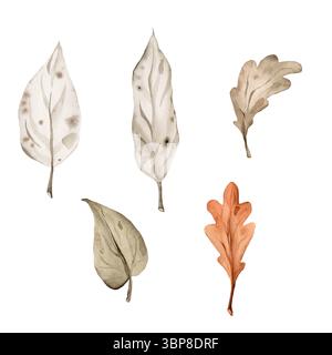 Feuilles d'aquarelle d'automne sur fond isolé. Dessin de plantes séchées d'automne avec des feuilles de chêne et de peuplier pour le festival de récolte ou la carte d'Halloween ou Banque D'Images