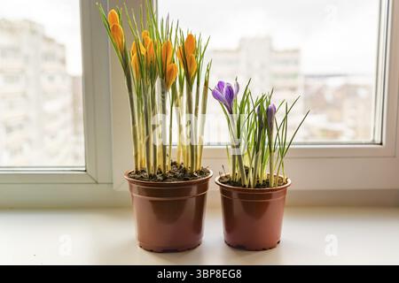 Crocus jaune et violet dans un pot en plastique sur le seuil de la fenêtre. Fleurs de printemps, jardinage domestique Banque D'Images