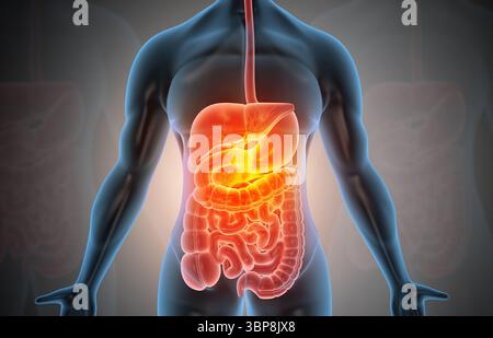 Anatomie du corps humain avec appareil digestif. illustration 3d. Banque D'Images