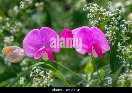 Fleurs rose vif de pois éternels à feuilles étroites (Lathyrus sylvestris), fleurs sauvages poussant en bordure de forêt, Surrey, Angleterre, Royaume-Uni Banque D'Images
