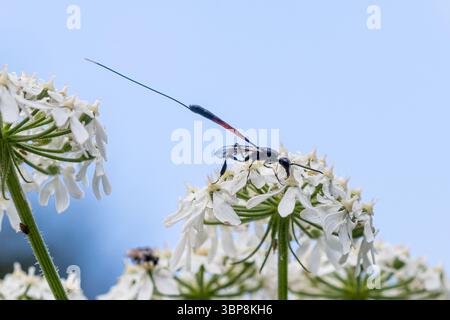 Guêpe ichneumon, une espèce de guêpe solitaire avec un ovipositeur très long sur l'herbe à hogweed, Angleterre, Royaume-Uni Banque D'Images