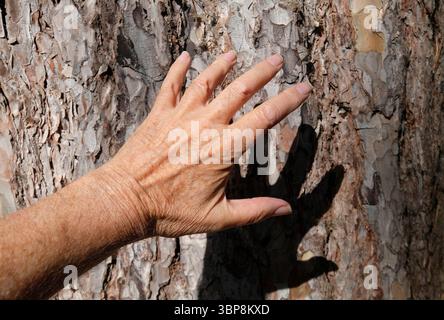 main masculine senior touchant le tronc d'arbre Banque D'Images