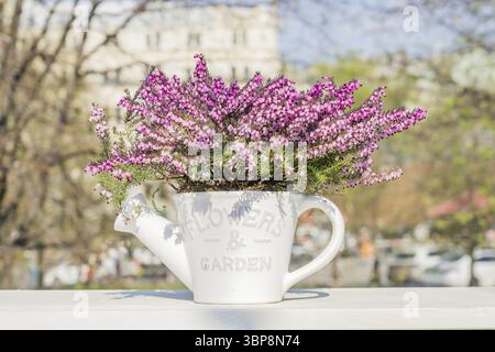 Belle fleur pourpre Erica darleyensis ou bruyère en céramique blanche pot en forme de arrosoir sur table blanche. Mise au point sélective Banque D'Images