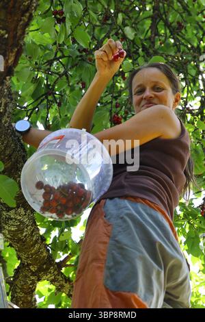 Femme joyeuse cueillant des cerises mûres dans un arbre en été Banque D'Images