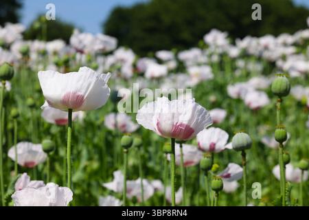 Fleurs de pavot et têtes de pavot vertes, dans un champ de pavot pendant une journée d'été ensoleillée avec un fond flou Banque D'Images
