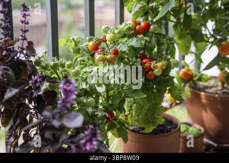 Petit buisson de balcon cerise tomate rouge, basilic, mandarine agrumes dans des pots poussant sur le balcon français à la maison, soft focus. Jardinage urbain et Banque D'Images