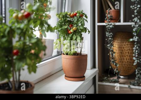 Petit buisson cultivé sur le terrain de tomate rouge cerise de balcon dans des pots en argile poussant sur le rebord de la fenêtre à la maison. Jardinage intérieur et agriculture. Plan de tomates en pot naines Banque D'Images