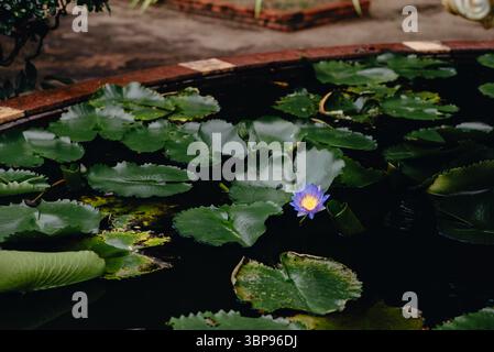 Lotus violet dans l'étang au temple de Wat Chalong, Phuket, Thaïlande Banque D'Images