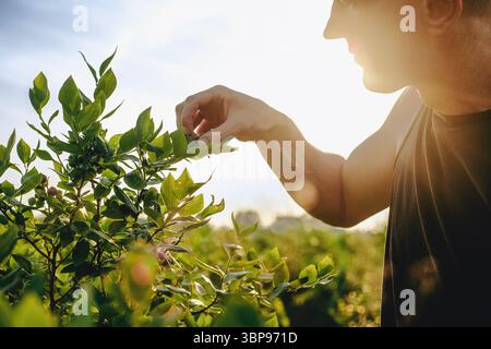 Un homme cueille des myrtilles dans un buisson au coucher du soleil Banque D'Images