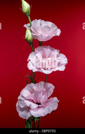 Élégantes fleurs d'Eustoma rose sur un fond rouge Banque D'Images