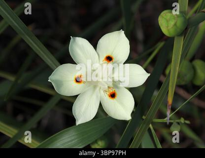Fleur jaune pâle sur une plante de fleur de paon (Dietes bicolor) dans un jardin Banque D'Images