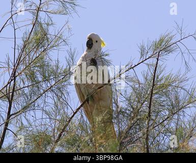 Oiseau cacatoès à crête soufrée assis dans un arbre avec une branche dans sa griffe Banque D'Images