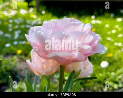 belles tulipes roses florissantes dans le parterre de fleurs de jardin Banque D'Images